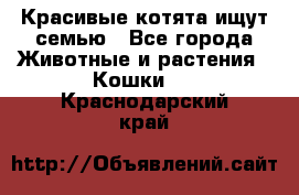 Красивые котята ищут семью - Все города Животные и растения » Кошки   . Краснодарский край